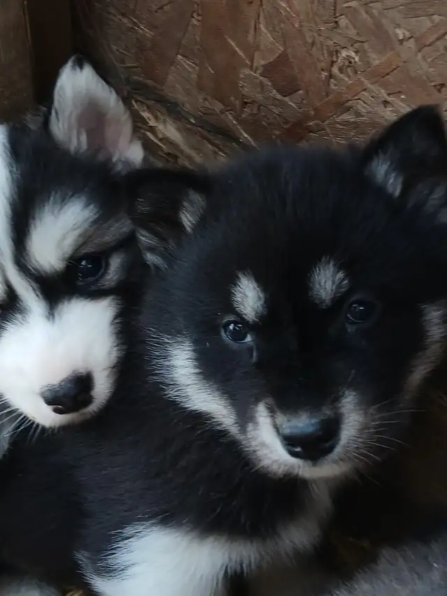Stunning female Husky Pup