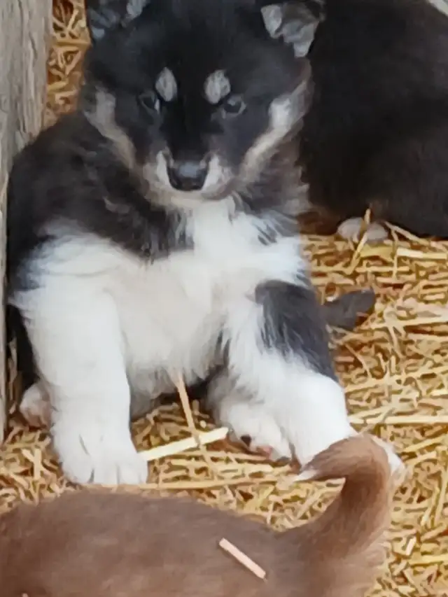 Stunning female Husky Pup - Photo 2