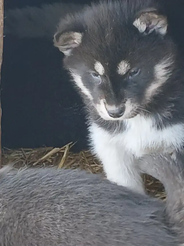Stunning female Husky Pup - Photo 3