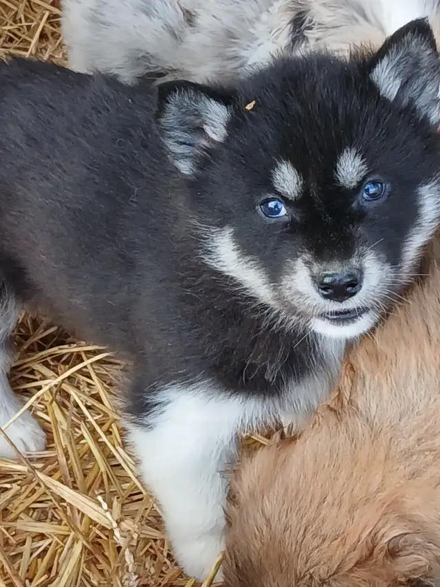 Stunning female Husky Pup - Photo 4