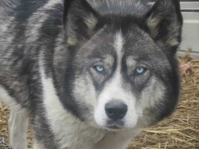Stunning female Husky Pup - Photo 5