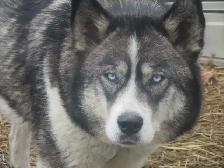 Stunning female Husky Pup - Photo 5
