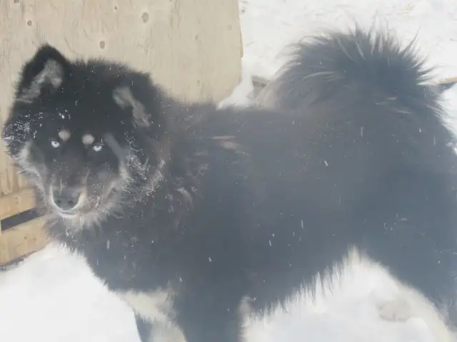 Stunning female Husky Pup - Photo 6