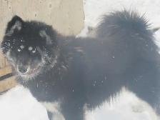 Stunning female Husky Pup - Photo 6