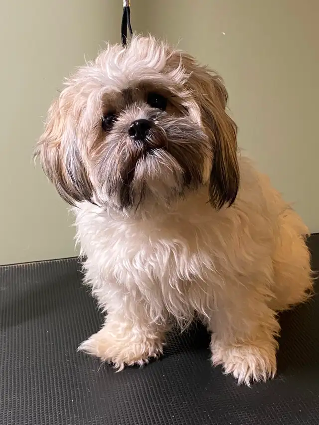 Small Dog Grooming Kingston — Under 35 lbs ONLY | Gentle Touch - Photo 2