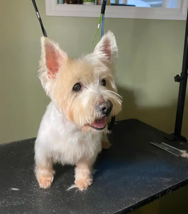 Small Dog Grooming Kingston — Under 35 lbs ONLY | Gentle Touch - Photo 4