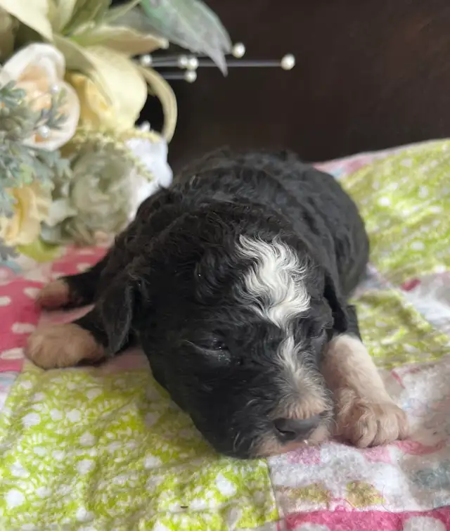 Mini Aussiedoodle puppies