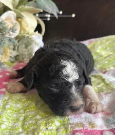 Mini Aussiedoodle puppies