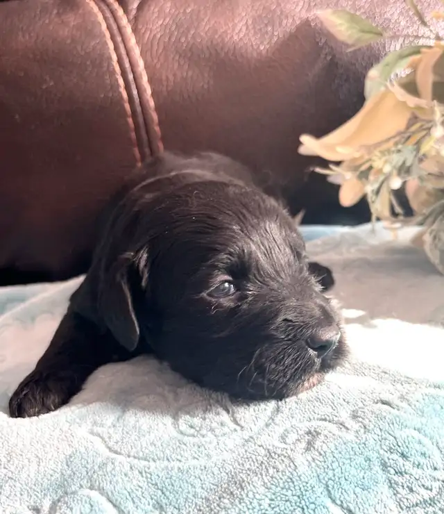 Mini Aussiedoodle puppies - Photo 2