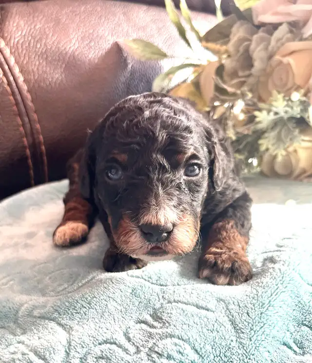Mini Aussiedoodle puppies - Photo 3