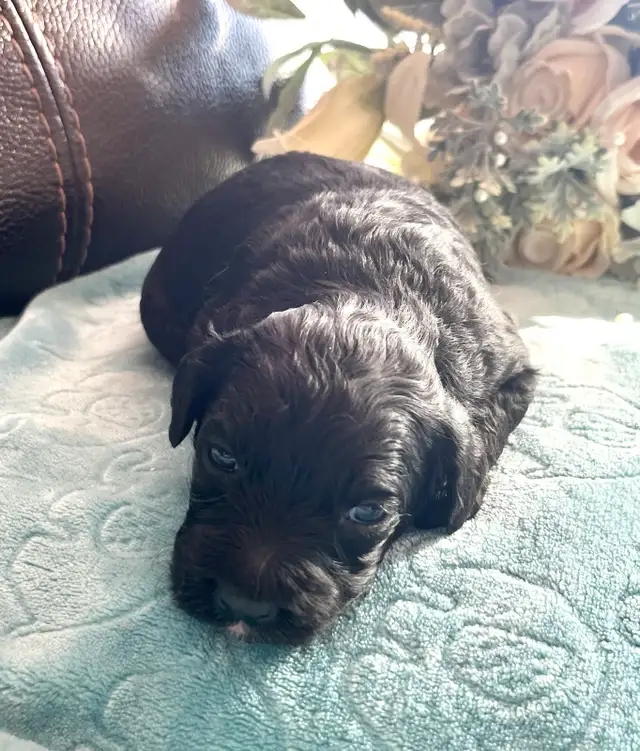 Mini Aussiedoodle puppies - Photo 4