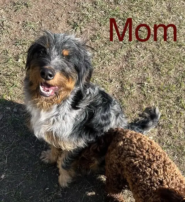 Mini Aussiedoodle puppies - Photo 5