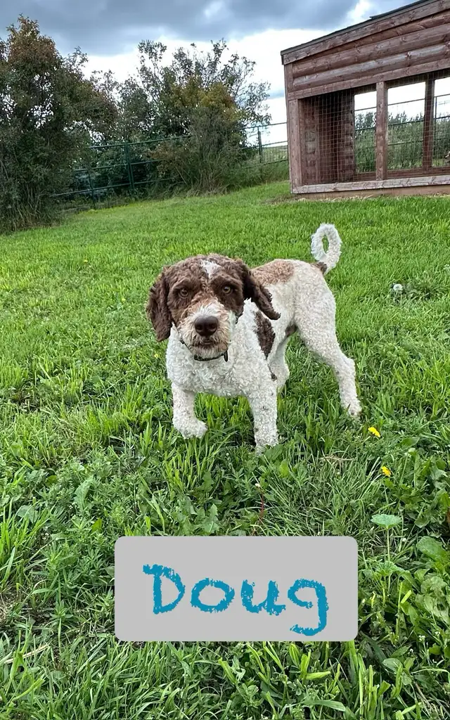 Mini Aussiedoodle puppies - Photo 6