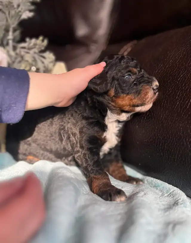 Mini Aussiedoodle puppies - Photo 7