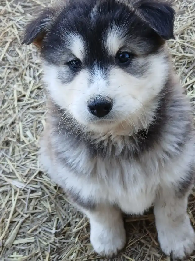Adorable mixed puppies, Husky, Australian Shephard - Photo 2