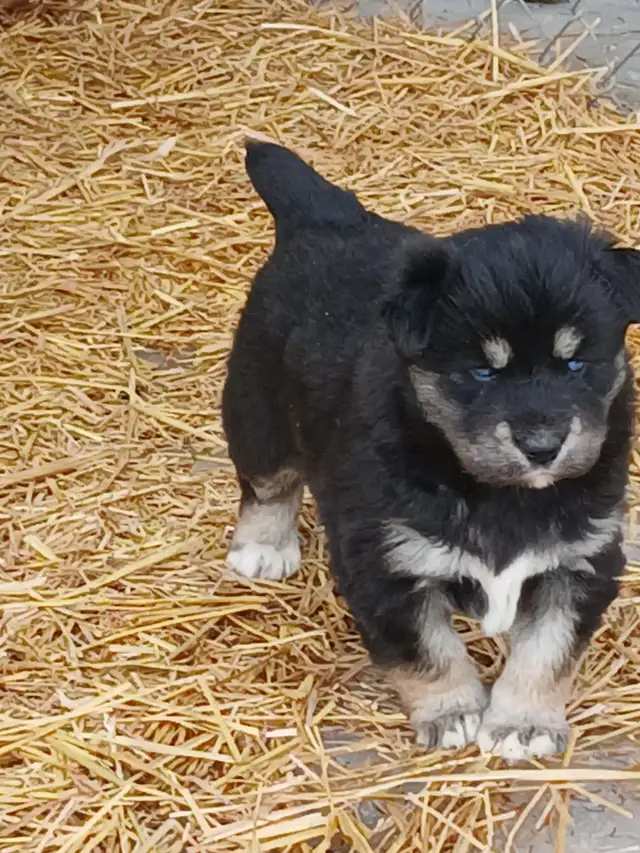 Adorable mixed puppies, Husky, Australian Shephard - Photo 3
