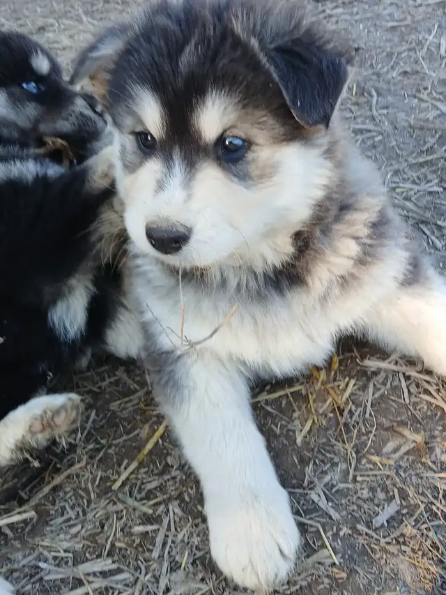 Adorable mixed puppies, Husky, Australian Shephard - Photo 4
