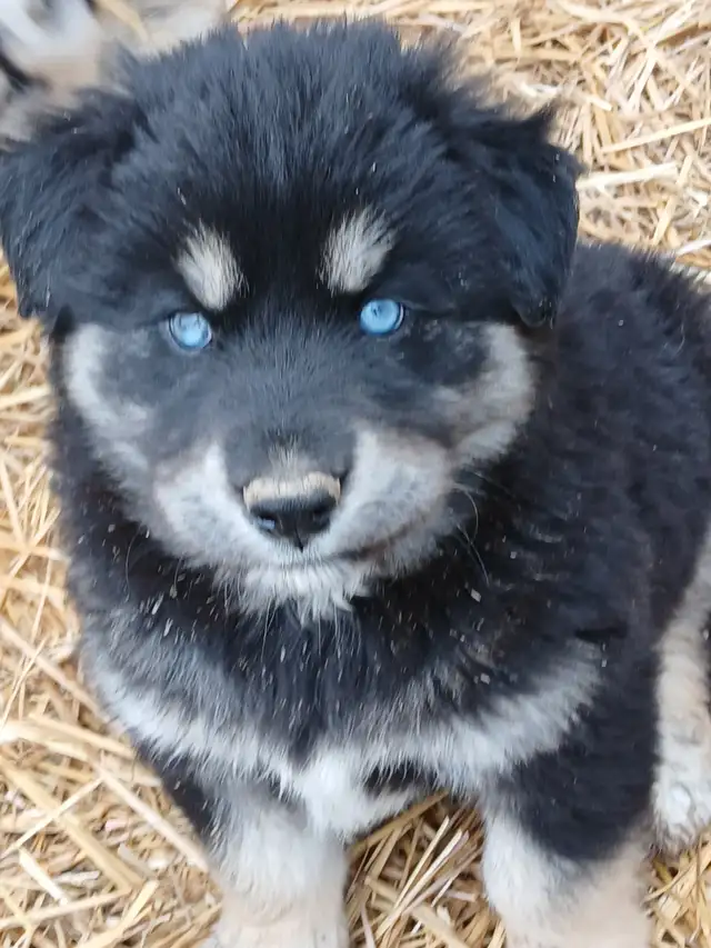 Adorable mixed puppies, Husky, Australian Shephard - Photo 5