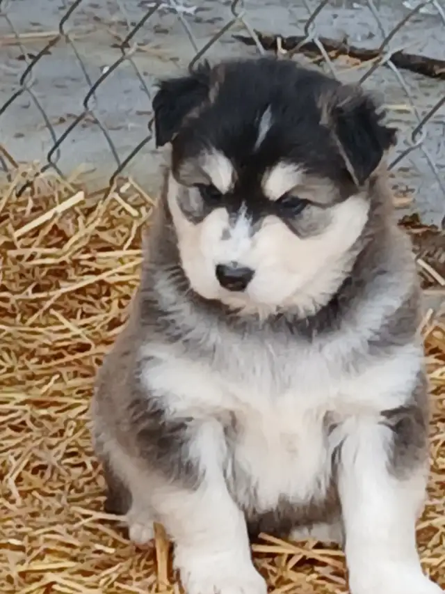 Adorable mixed puppies, Husky, Australian Shephard - Photo 6