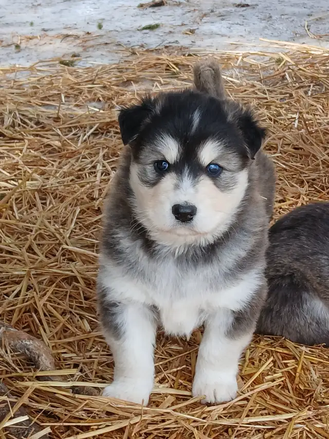 Adorable mixed puppies, Husky, Australian Shephard - Photo 7