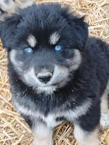 Adorable mixed puppies, Husky, Australian Shephard - Photo 8