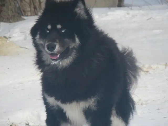 Adorable mixed puppies, Husky, Australian Shephard - Photo 9
