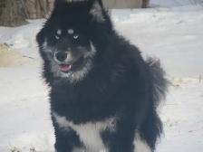 Adorable mixed puppies, Husky, Australian Shephard - Photo 9