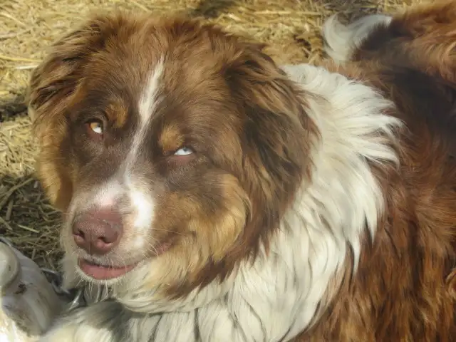 Adorable mixed puppies, Husky, Australian Shephard - Photo 10