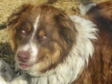Adorable mixed puppies, Husky, Australian Shephard - Photo 10