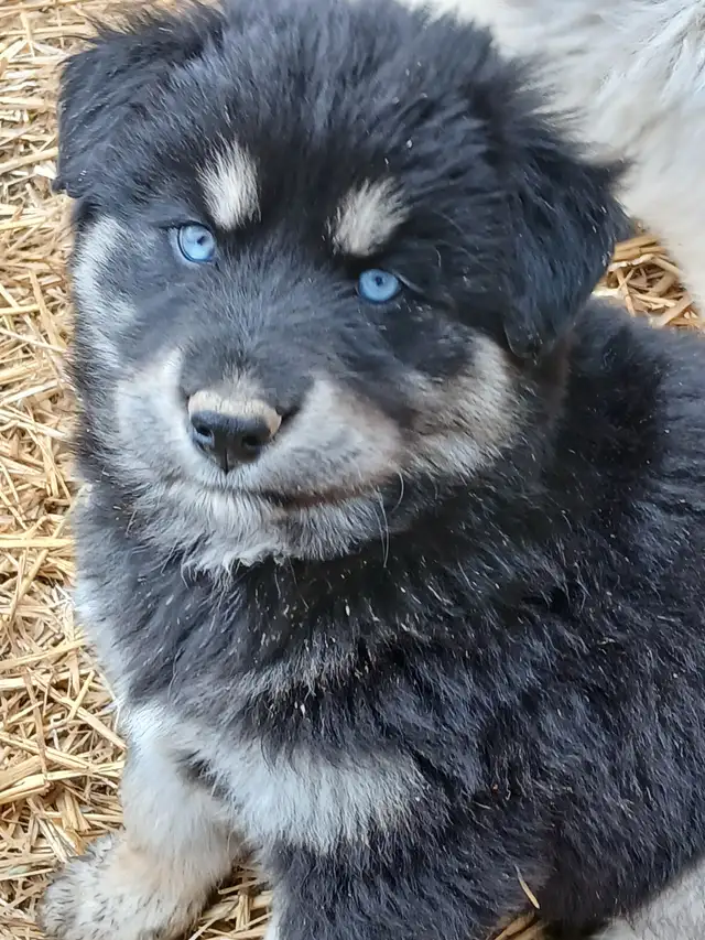 Adorable mixed puppies, Husky, Australian Shephard - Photo 11