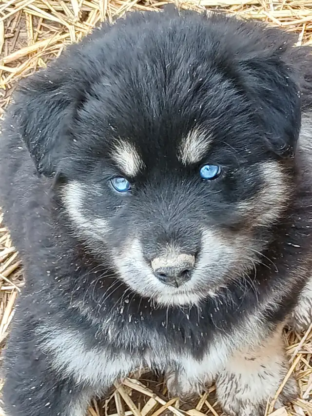 Adorable mixed puppies, Husky, Australian Shephard - Photo 12
