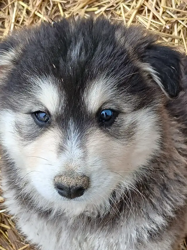 Adorable mixed puppies, Husky, Australian Shephard - Photo 13