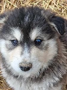 Adorable mixed puppies, Husky, Australian Shephard - Photo 13