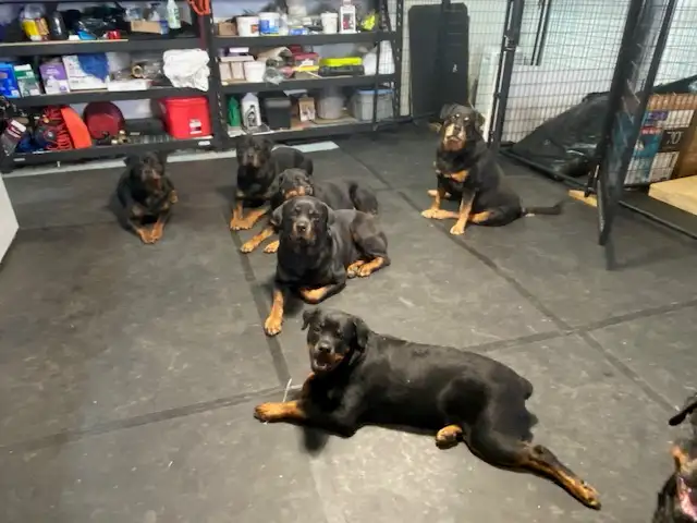 4x6 ft 10mm Rubber Utility/Flooring Mats $75 Each Great Quality - Photo 7