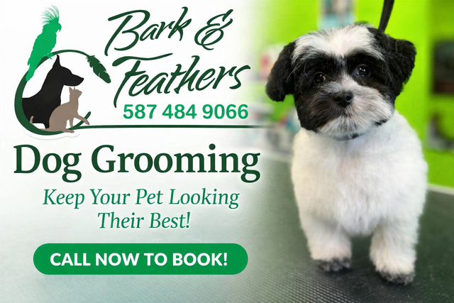 Dog and Cat grooming