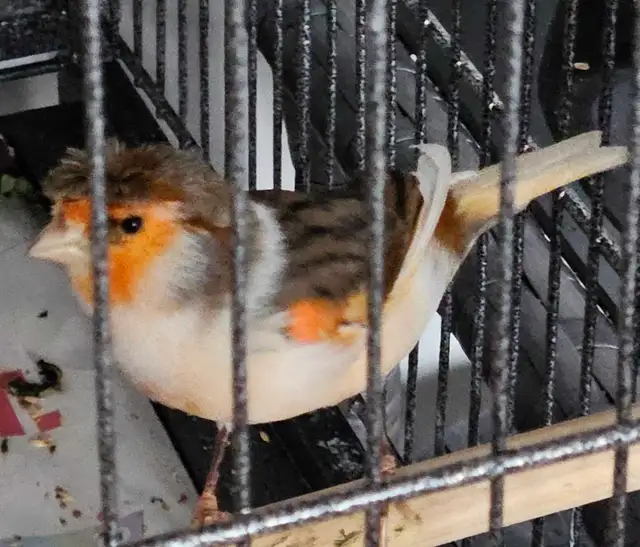 Canaries  2 males  1 female