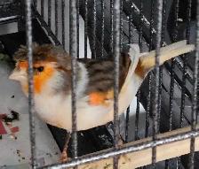 Canaries  2 males  1 female