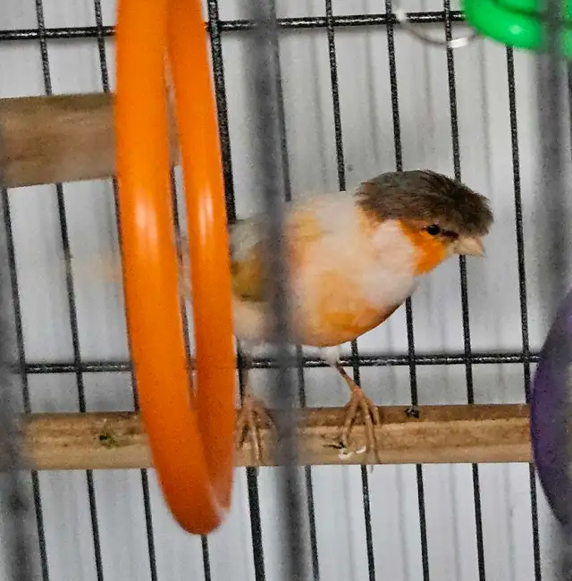 Canaries  2 males  1 female - Photo 2