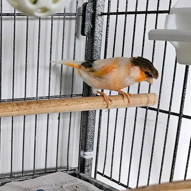 Canaries  2 males  1 female - Photo 3