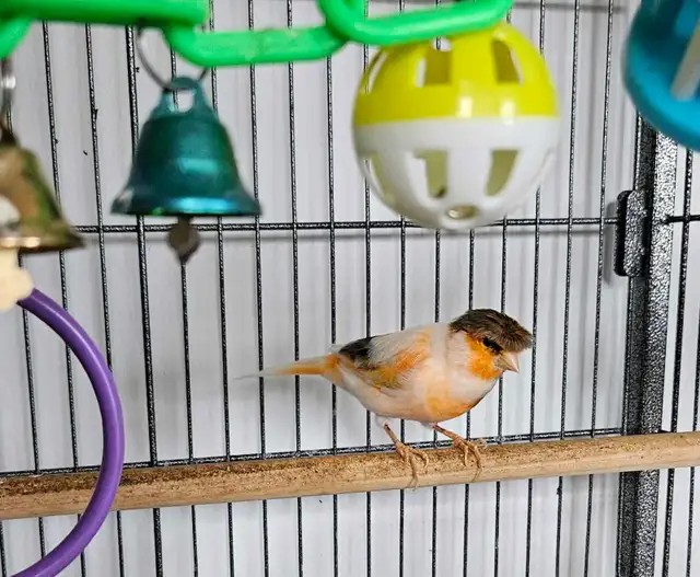 Canaries  2 males  1 female - Photo 4