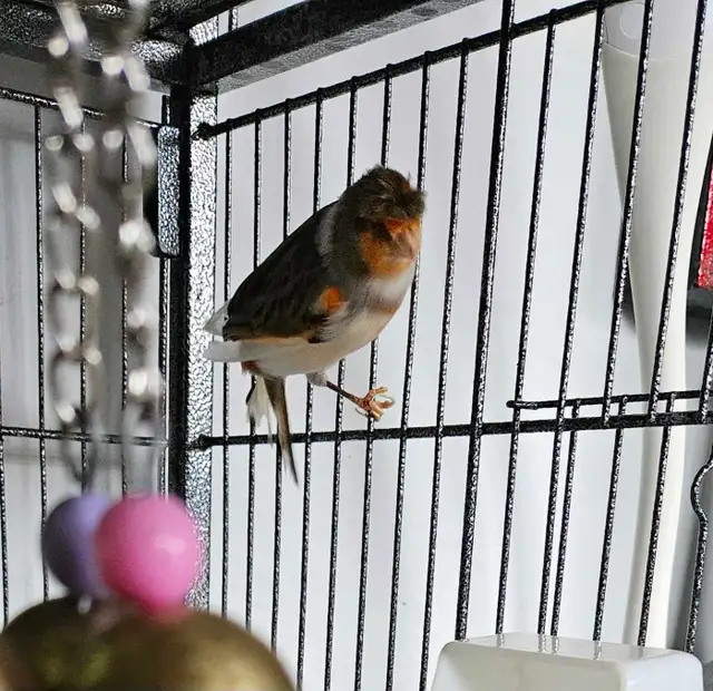 Canaries  2 males  1 female - Photo 5