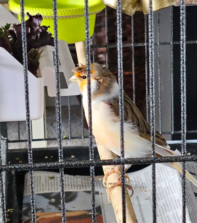 Canaries  2 males  1 female - Photo 6