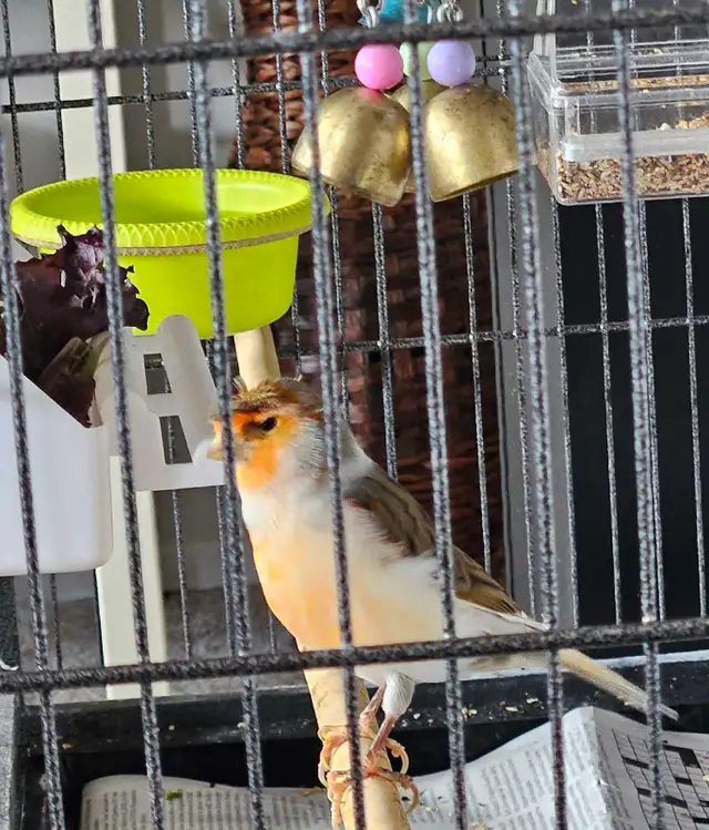 Canaries  2 males  1 female - Photo 7