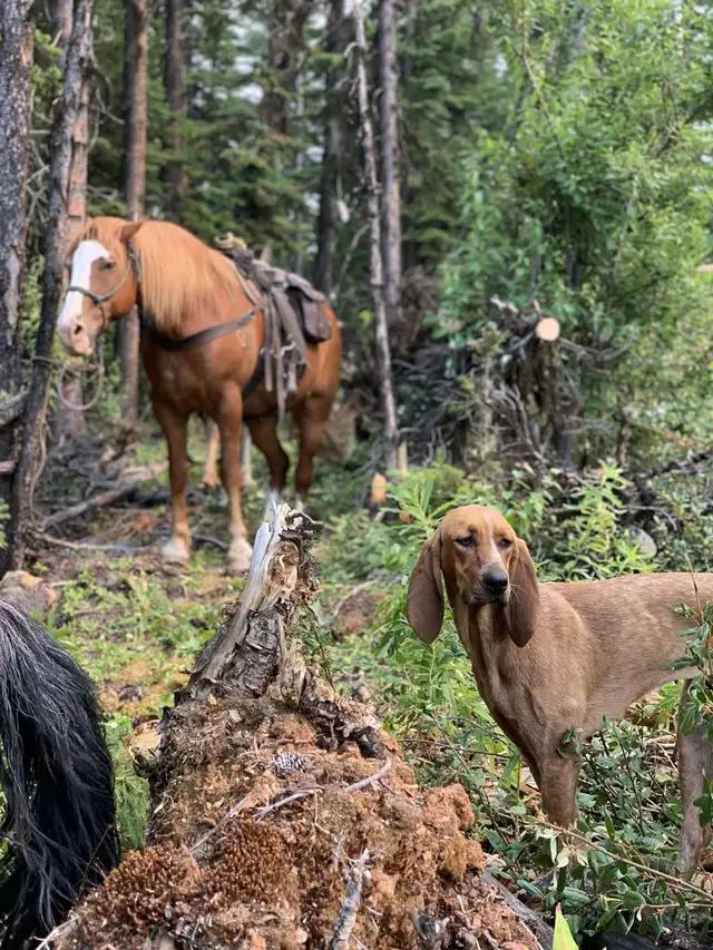 Female Coonhound (intact)