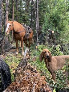 Female Coonhound (intact)