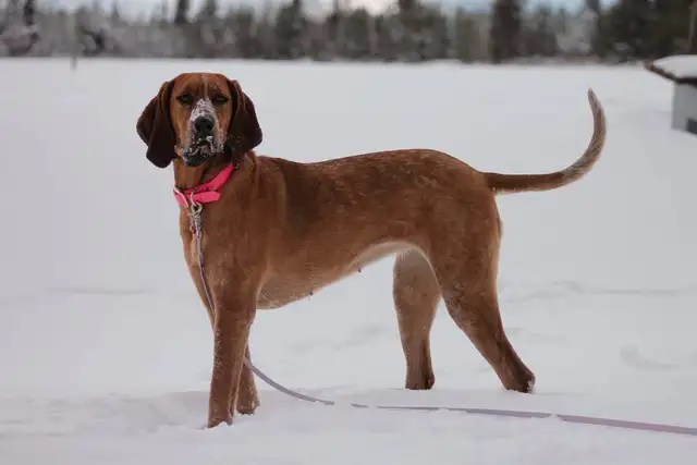 Female Coonhound (intact) - Photo 2