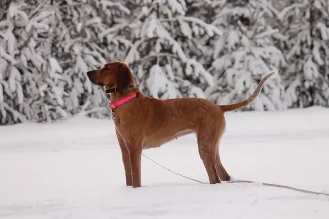 Female Coonhound (intact) - Photo 3