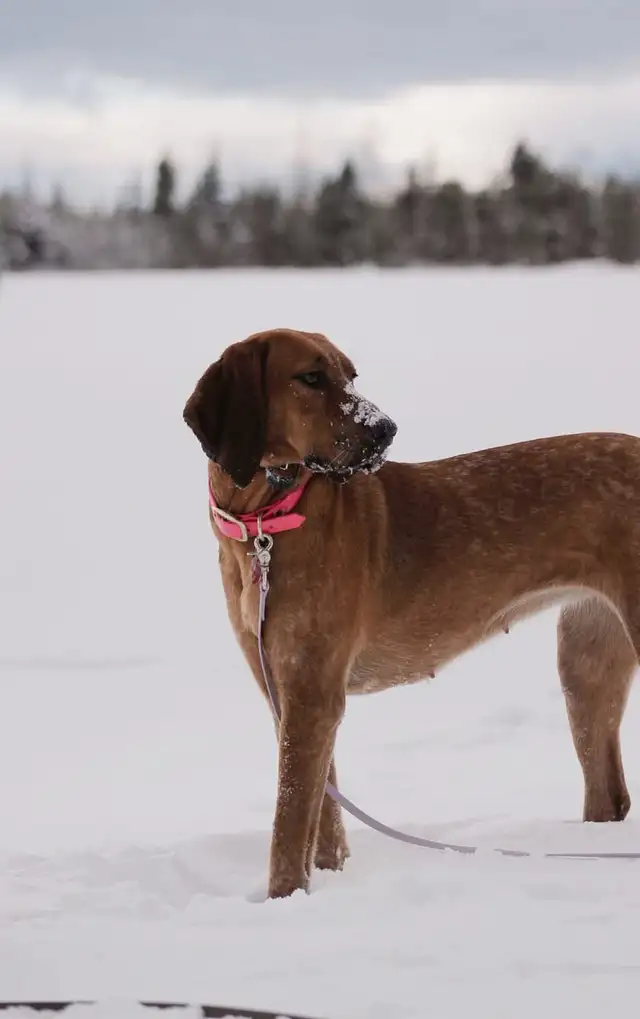 Female Coonhound (intact) - Photo 4
