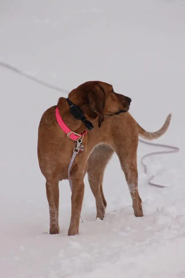 Female Coonhound (intact) - Photo 5