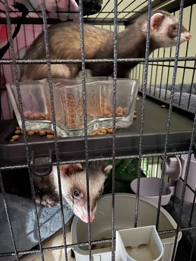 Ferret Brothers for Rehoming